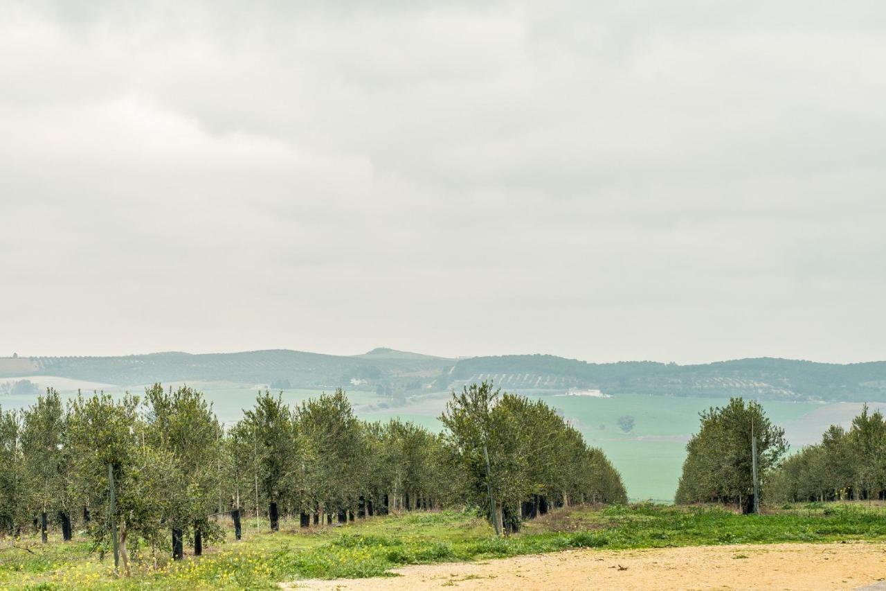 Vivienda Rural Olivar De San Telmo Arcos de la Frontera Eksteriør billede